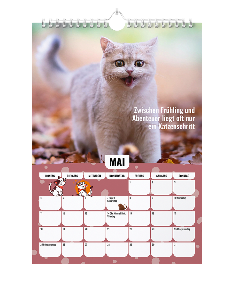 Sinas Color Cats - Ein Jahr voller Farben, Freude und Fantasie