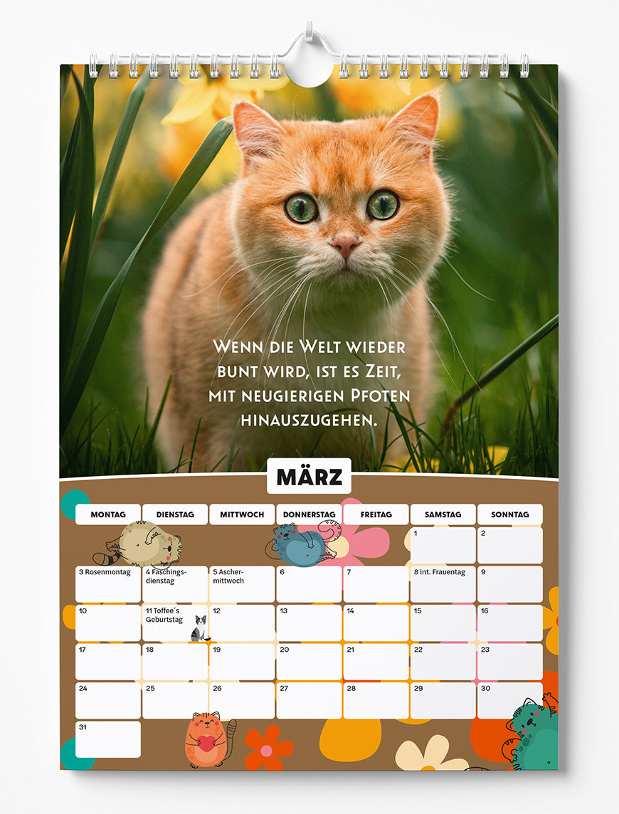 Sinas Color Cats - Ein Jahr voller Pfoten, Flausch und Funkeln