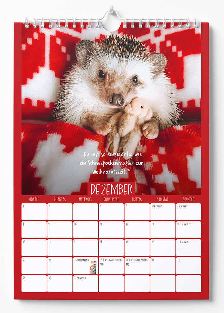 Mr.Pokee - Ein Jahr voll Sonnenschein